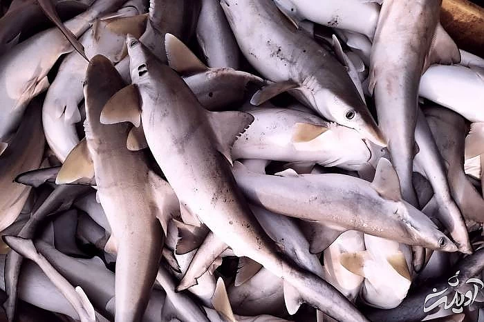 کولی ماهی هرمزگان از غذاهای لذیذ بندرعباس کولی ماهی هرمزگان